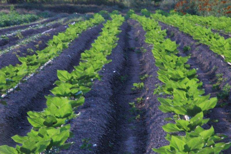 野菜の露地栽培